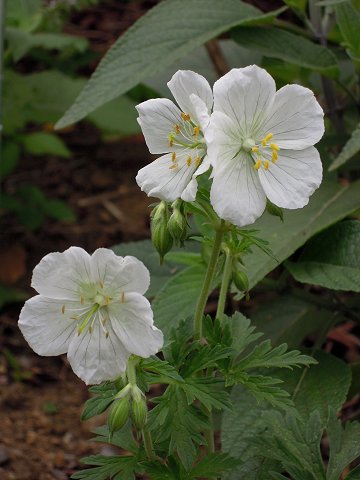 geranium_16.jpg(37406 byte)