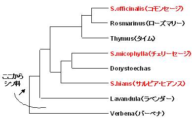phylogenetic_tree.jpg(14686 byte)