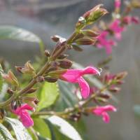 Salvia chiapensis - TrAE`AyVX