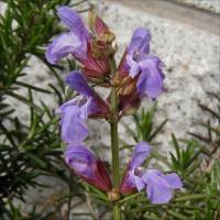 Salvia officinalis - TrAEItBViX