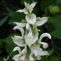 Salvia sclarea var. turkentanica - TrAEXNAEgPX^jJ