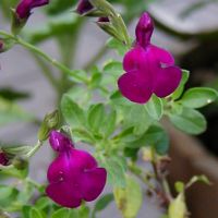 Salvia serpyllifolia - TrAEZstHA