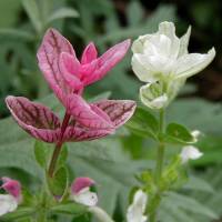 Salvia viridis - TrAErfBX