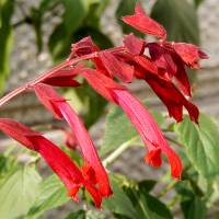 Salvia splendens ‘Van Houttei’ - TrAEXvfXEoq[eB