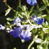 Salvia lycioides - TrAEVICfX