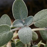 Salvia officinalis ‘Berggarten’ - xOKeEZ[W