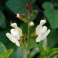 Salvia jamensis - TrAEVX
