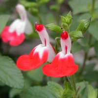 Salvia microphylla ‘Hot Lips’ - TrAE~NtBEzbgbvX