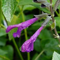 Salvia guaranitica ‘Purple Skies’ - TrAEKjeBJEp[vXJC