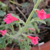 Salvia henryi - TrAEw[