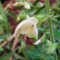 Salvia nippoica - LoiALM