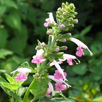 Salvia coccinea ‘Brenthurst’ - TrAERNVlAEuT[Xg