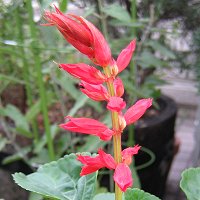 Salvia splendens - TrAEXvfX