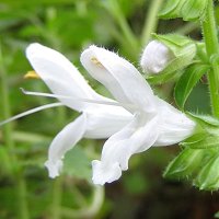Salvia glabrescens - white - ALM()
