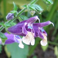 Salvia yunnanensis - TrAEilVX