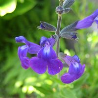Salvia macellaria - TrAE}ZA