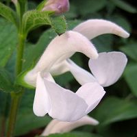 Salvia patens - pink - TrAEpeXEsN