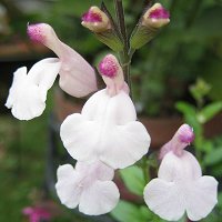 Salvia x jamensis - pale pink - TrAEVX (sN)