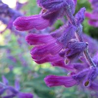 Salvia leucantha ‘Midnight’ - TrAEEJTE~bhiCg