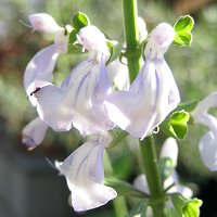 Salvia cardiophylla - TrAEJfBItB
