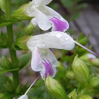 Salvia glabrescens ‘Tancho’ - ALME^`E