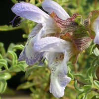 Salvia dentata - TrAEf^[^