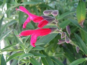 Salvia x westerae