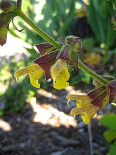 Salvia omeiana