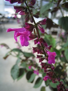 Salvia raymondii subsp. mairanae