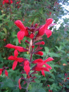 Salvia fulgens