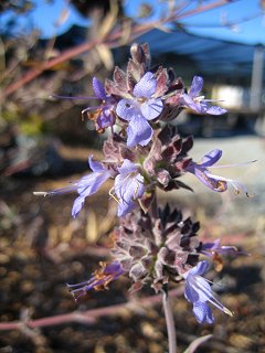 Salvia Vicki Romo