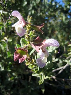 Salvia dolomitica