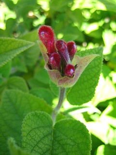 Salvia univerticillata