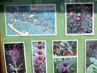 Cabrillo Salvia garden