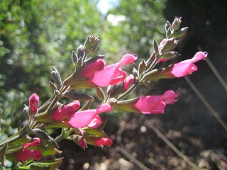 Salvia microphylla Hoja Grande
