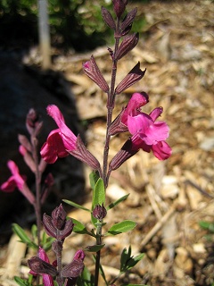 Salvia greggii Furman's Red
