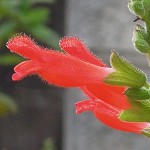Salvia adenophora - TrAEAfmtH