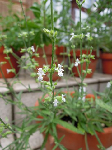 Salvia aegyptiaca - TrAEGWveBAJ