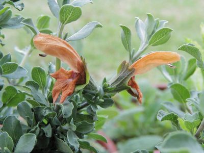 Salvia aurea - TrAEAEA(TrAEAtJiEeA)