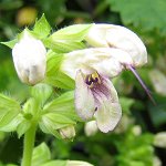Salvia nipponica - LoiALM
