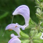 Salvia algeriensis - TrAEAQGVX