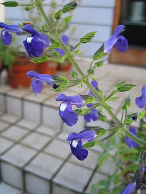 Salvia amethystina ssp. ampelophylla - TrAEAeBXeBiEAytB