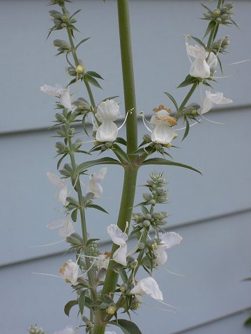 Salvia apiana - TrAEAsAi(zCgZ[W)
