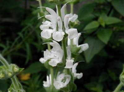 Salvia argentea - TrAEAQeA(Vo[Z[W)