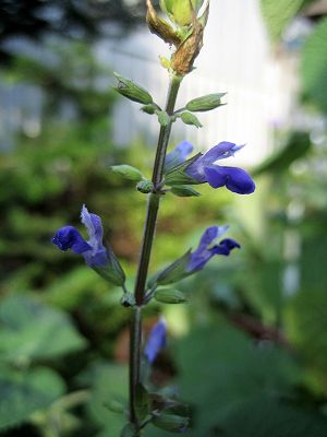 Salvia arizonica - TrAEA]jJ