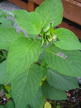 Salvia atrocyanea - TrAEAgVAlA