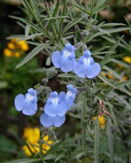 Salvia azurea - TrAEAYA