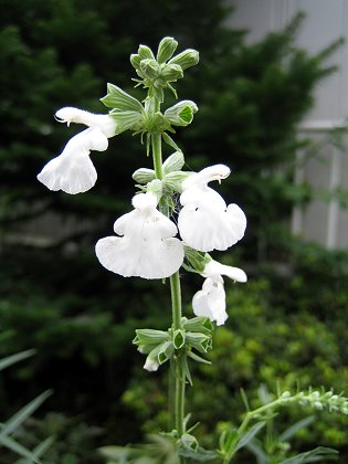 Salvia azurea - white - TrAEAYA ()
