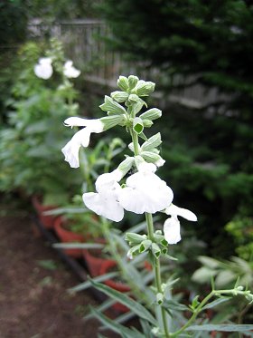 Salvia azurea - white - サルビア・アズレア (白)