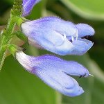 Salvia cacaliifolia - TrAEJJtHA(JJAGtHACJJAZ[W)